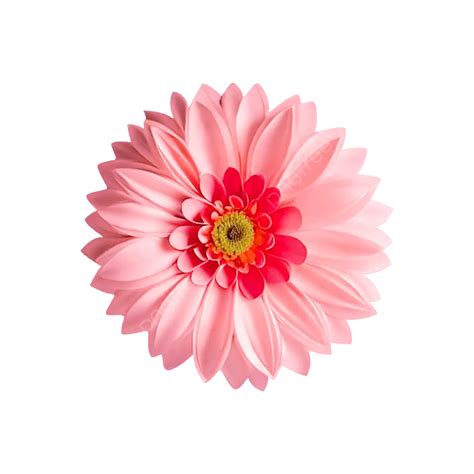 Flor De Sombra Rosa Png Flor Rosa Flor Hermosa Flor Png Y Psd Para