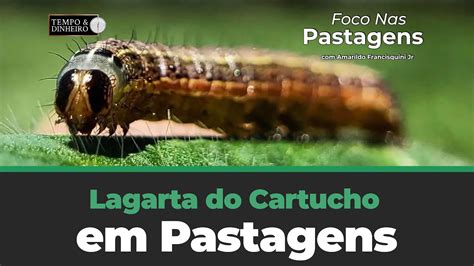 Lagarta Do Cartucho Em Pastagens Foco Nas Pastagens YouTube