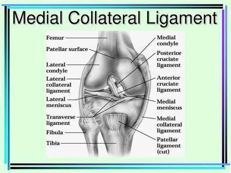 Ppt Femur Patellar Surface Femur Lateral Condyle And Epicondyle Head Fibula Tibial Tuberosity