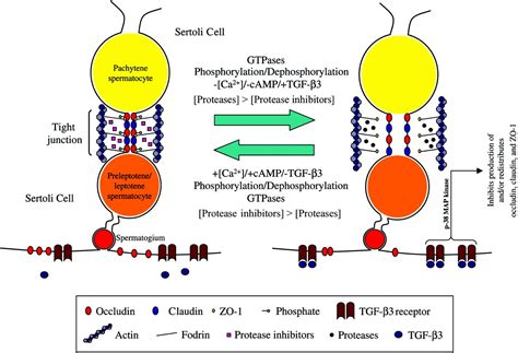 Cell Junction Dynamics In The Testis Sertoli Germ Cell Interactions