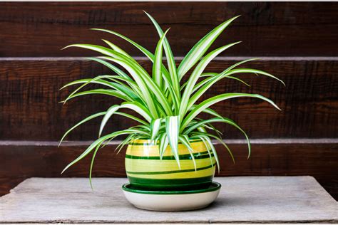 Chlorophytum Comosum Como Cuidar Curiosidades E Muito Mais