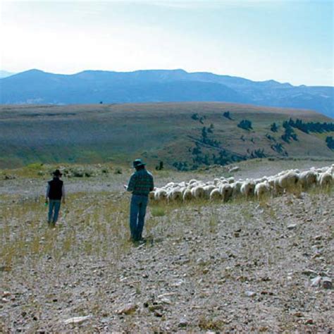 Seasonal sheep rotation at the US Sheep Experiment Station. Figure 3 ...