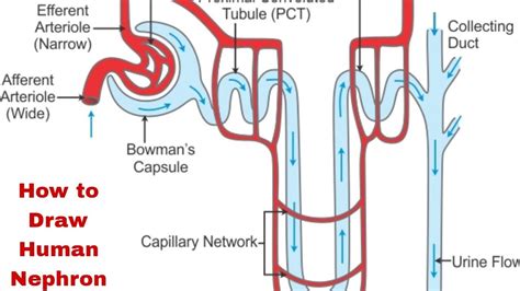 How To Draw Human Nephron System Simple Diagram Of Human Nephron