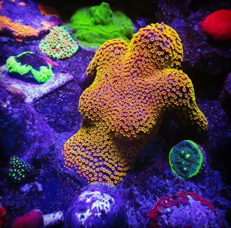 Cyphastrea Coral Frag Box Corals