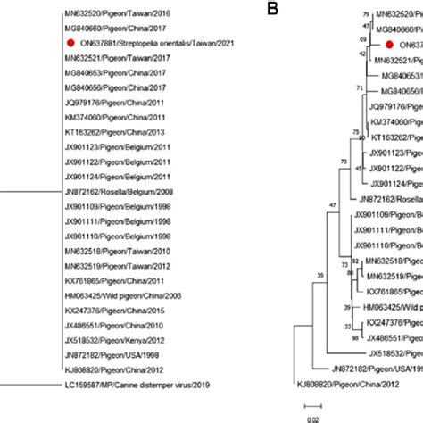 Phylogenetic Analysis Of Complete Matrix Protein Gene Sequence Of Avian