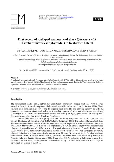 (PDF) First record of scalloped hammerhead shark Sphyrna lewini ...