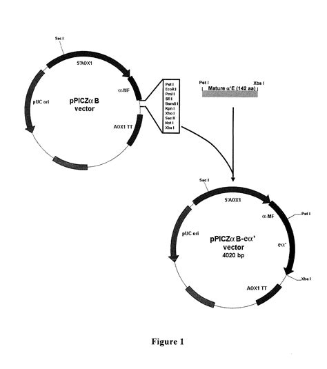 Cloning Yeast Expression Purification And Biological Activity Of The