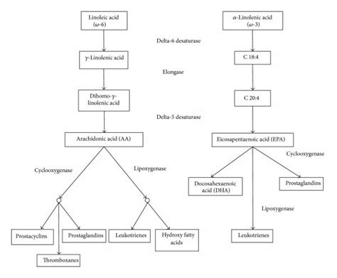 Eicosanoid Metabolic Pathways Download Scientific Diagram