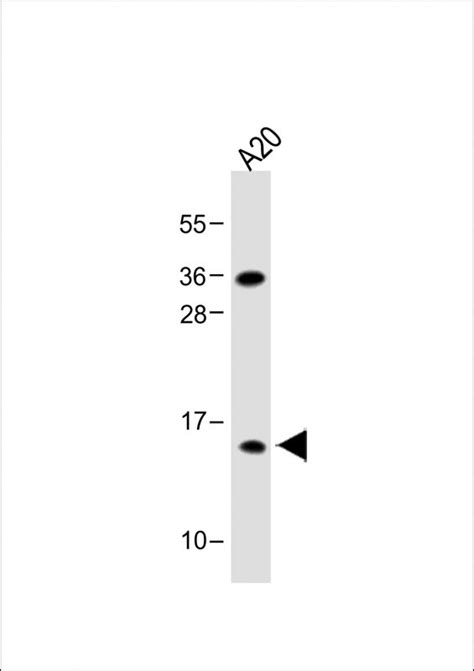 GABARAPL2 Antibody Affinity Purified Rabbit Polyclonal Antibody Pab