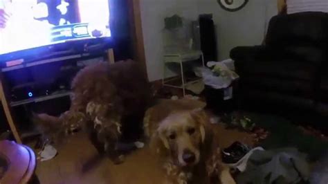 Golden Retrievers Playing With Beggin Strips Poppers Youtube