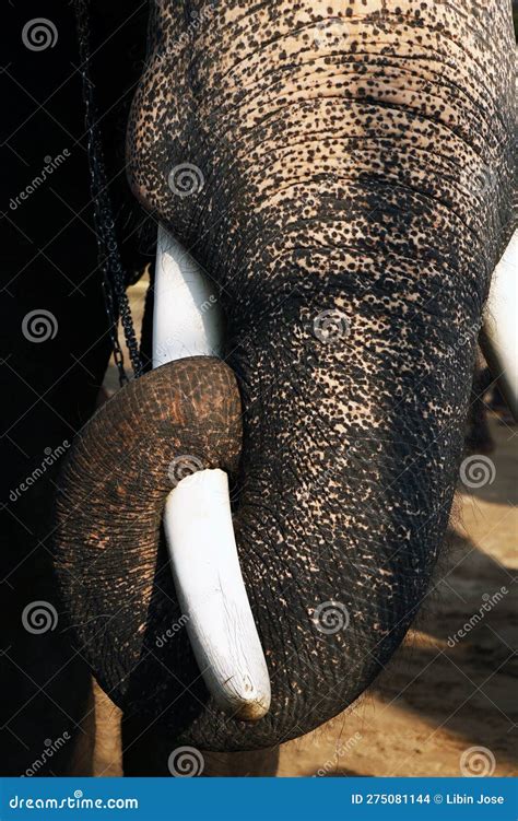 Indian Elephant Trunk And Tusk In Close Up Stock Photo Image Of