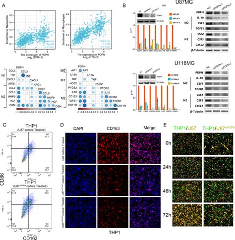 Pdpn Knockdown Reduced The Ability Of Gbm Cell To Induce Tam And Tan