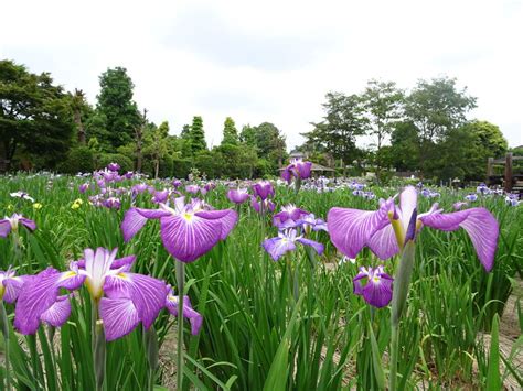 画像をダウンロード 花菖蒲 画像 あなたのための100000以上の最高の画像