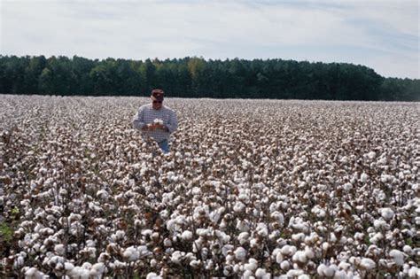 Cotton Hybrid Seed Production At Parc People Politics Pakistan