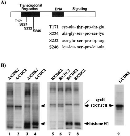 In Vitro Phosphorylation Of The Gr By Cyclin Cdk Complexes A