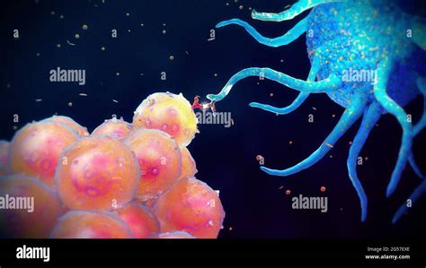 Antigen presentation for B cell recognition, illustration Stock Photo ...