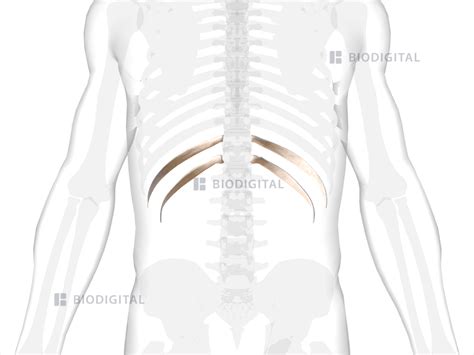 Floating ribs | BioDigital Anatomy