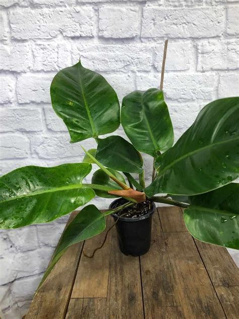 Philodendron Imperial Green For Sale Online Plantly