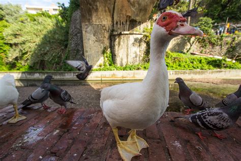 Ducks and pigeons on Behance