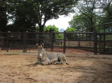 【しましま便り＆】変わっていくこと、変わらないこと動物トピックス｜ブログ野毛山動物園公式サイト｜公益財団法人 横浜市緑の協会