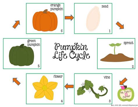 Pumpkin Life Cycle Free Printables