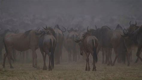 Wildebeest Migration Safari - Kiota Adventures