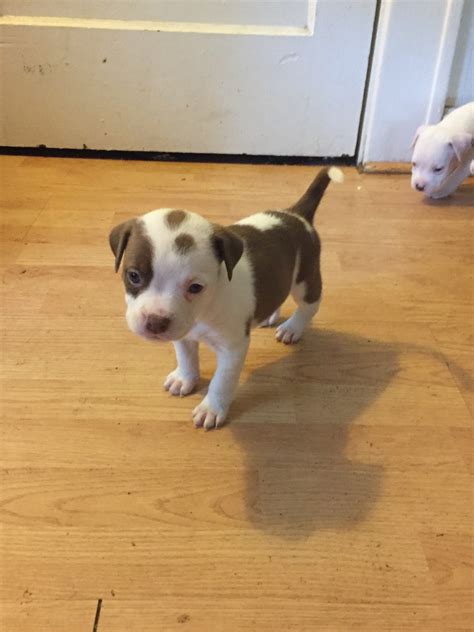 American Pit Bull Terrier Puppies For Sale St Louis MO 277652