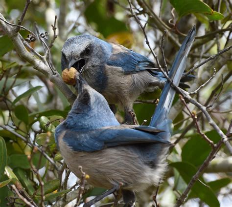 Florida Scrub-Jay • Florida Wildlife Federation