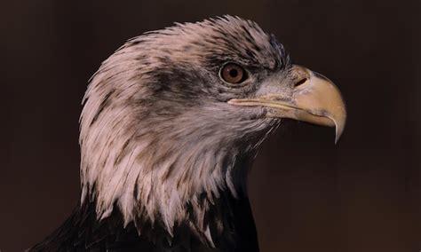 Descarga gratuita de imágenes de aves águila Foto Premium