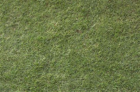 50 Free High Resolution Grass Textures For Designers Designbeep