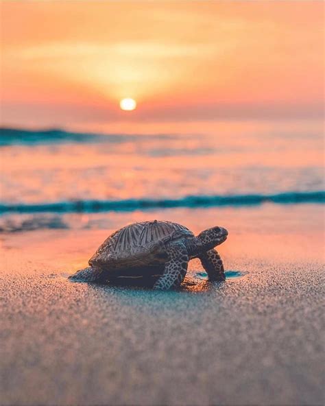 Albums 91 Pictures Cute Baby Sea Turtle Wallpaper Completed