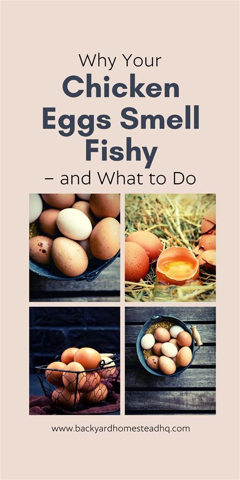 Sometimes Chicken Eggs Can Smell Fishy But Theres An Easy Fix The