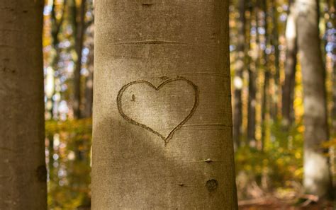 Brown Tree With Heart Engrave Free Image Peakpx