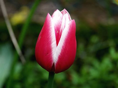 Imagen gratis Flor pétalos planta jardín tulipán