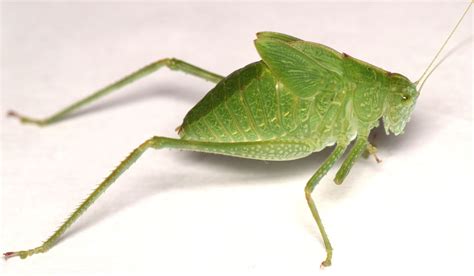 Greater Angle Wing Katydid Nymph Microcentrum Rhombifolium Bugguidenet