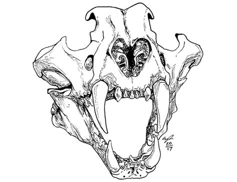 Saber Tooth Tiger Skull Drawing