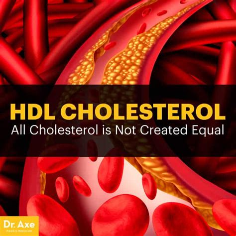 How To Increase Good HDL Cholesterol Dr Axe