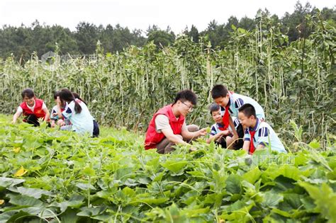 江西上高：蔬菜基地学农事 视觉江西 大江网首页