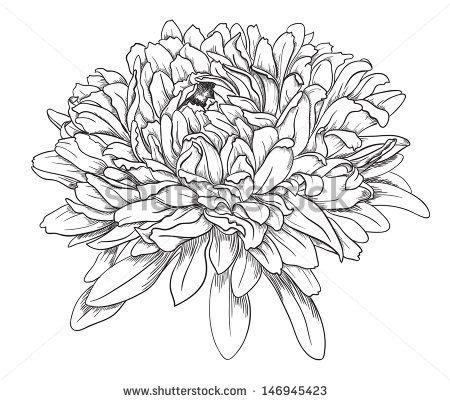 Flower Hand Drawn Aster Stock Vector Royalty Free