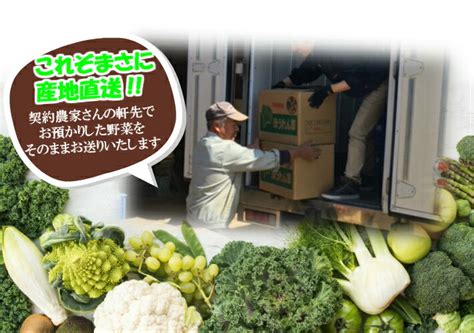 【楽天市場】【千葉県・茨城県産】旬 詰め合わせ野菜セット 10品目以上 産直 産地直送 国産 ギフト 新鮮 採れたて 野菜 野菜詰め合わせ