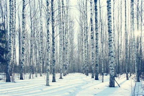 Premium Photo March Landscape Birch Forest Background