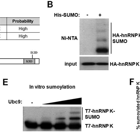 P Is Required For Hnrnp K Transcriptional Co Activation Hnrnp K And