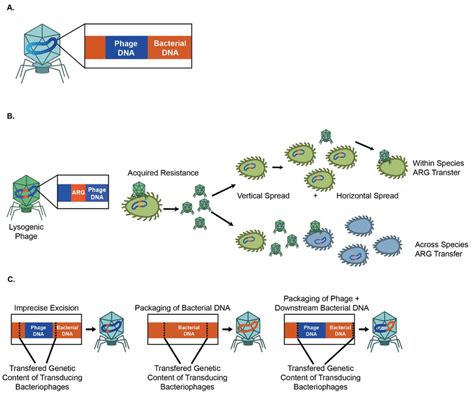 Lytic And Lysogenic Phages Can Contribute To Bacterial Antimicrobial