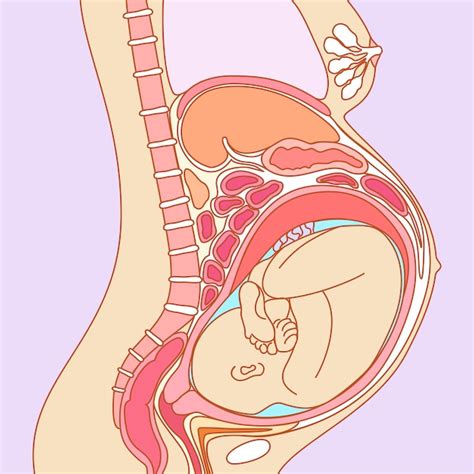 Anatomie Van De Zwangerschap Vectorillustratie Van De Baarmoeder Met