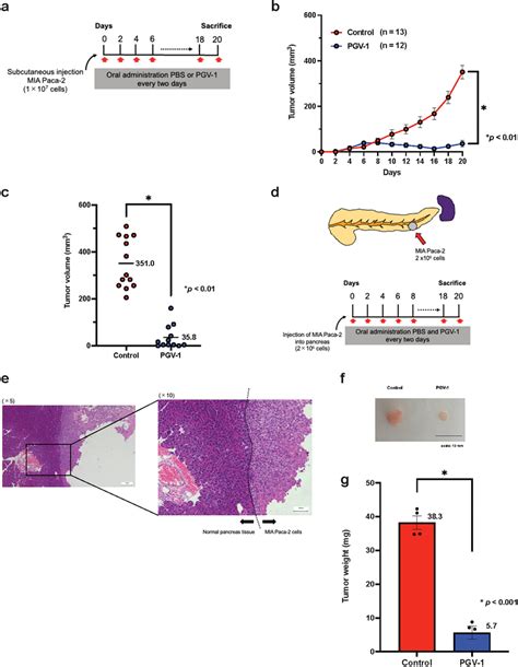 Pgv Suppresses Tumor Formation At Both Heterotopic And Orthotopic