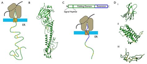 Model Proteins To Study Co Translational Disulphide Bond Formation A