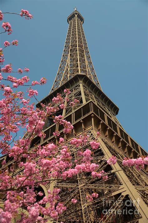 Eiffel Tower Springtime Blossoms Iii Photograph By Leanne Roberts