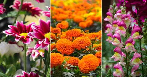Las 18 plantas de exterior con flor más resistentes al sol