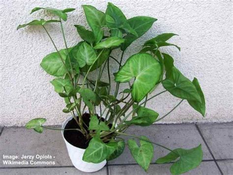 Syngonium Care How To Grow Arrowhead Plant