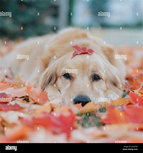 Golden Retriever Dog Lying In Autumn Leaves Stock Photo Alamy